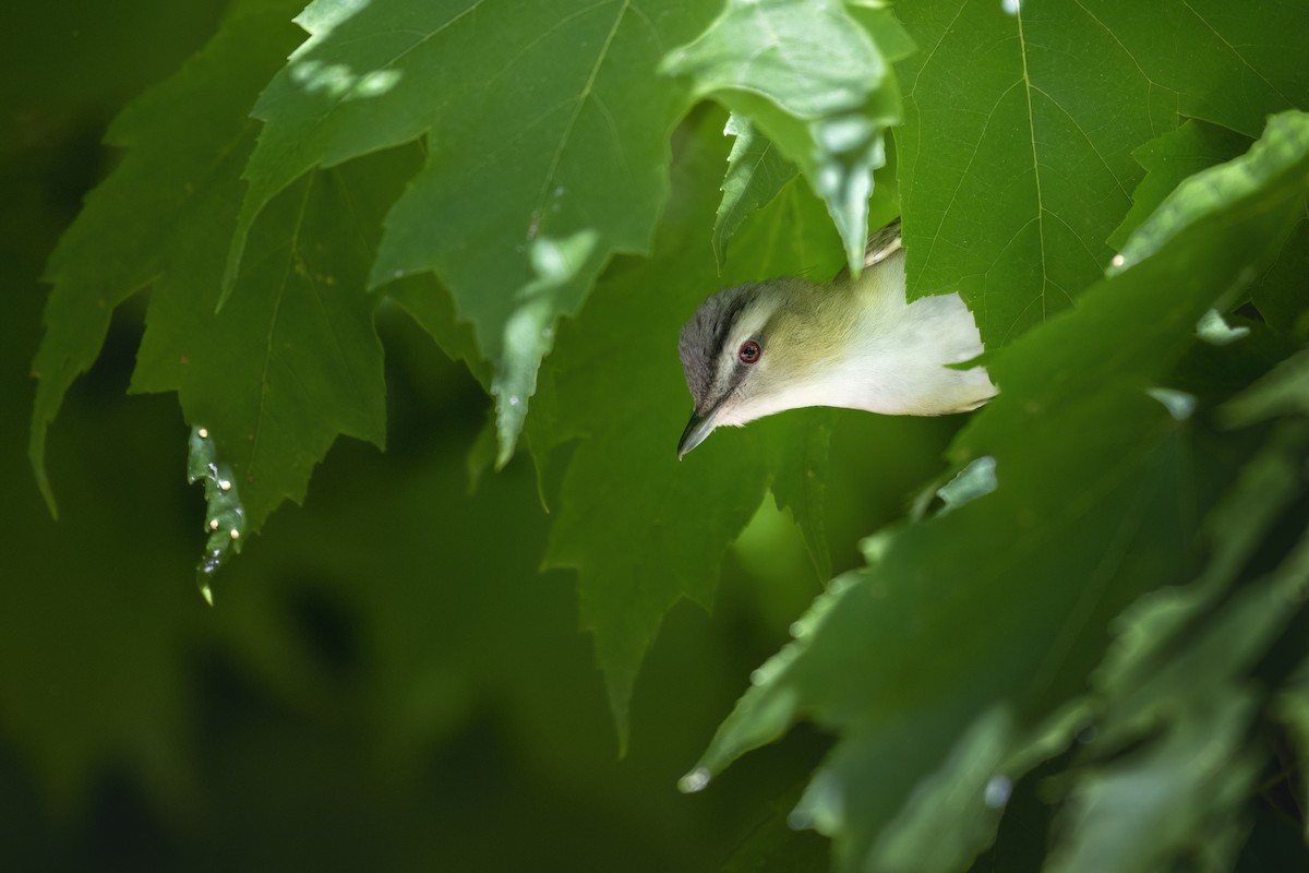 Vireo Ojirrojo - ML619997517