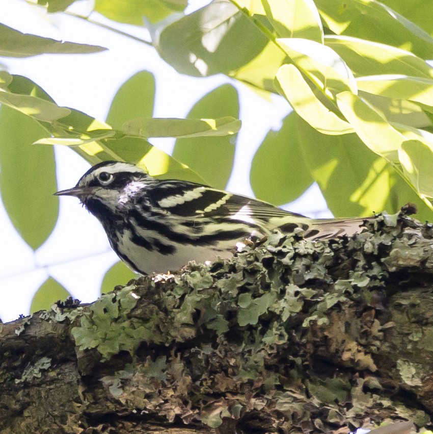Black-and-white Warbler - ML619997520