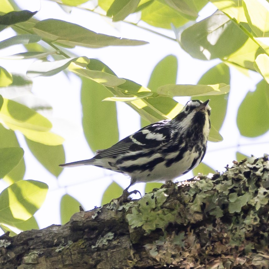 Black-and-white Warbler - ML619997521