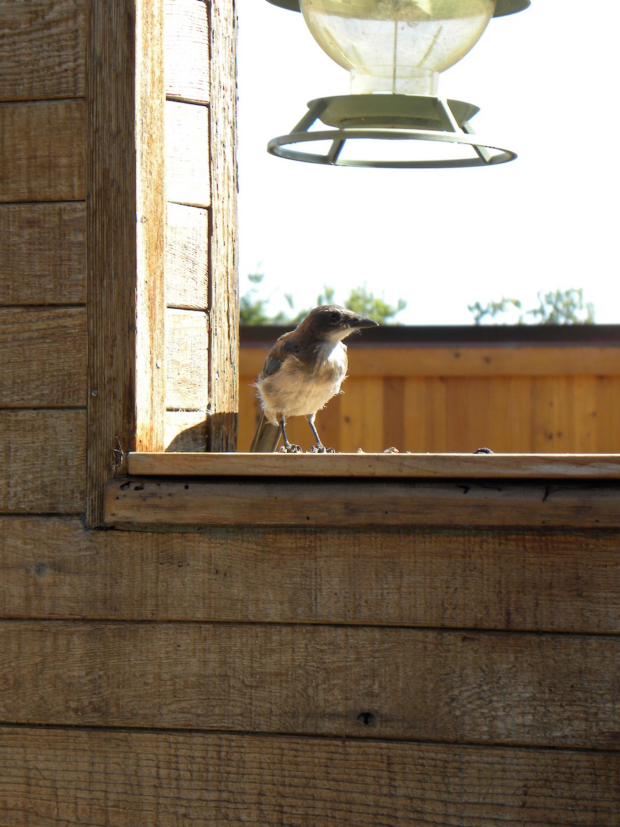 California Scrub-Jay - ML619997523