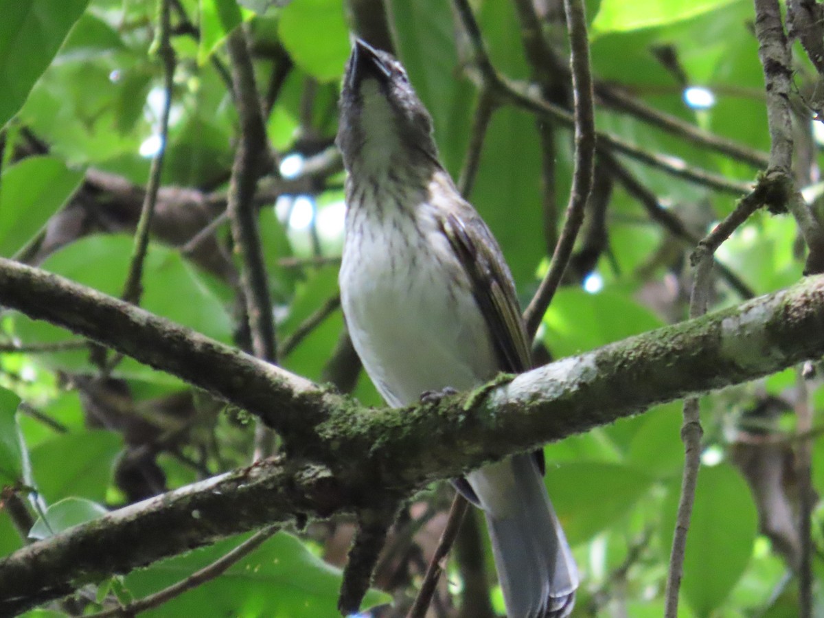 Streaked Saltator - ML619997527