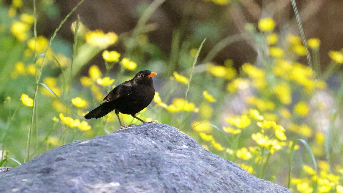 Eurasian Blackbird - ML619997531