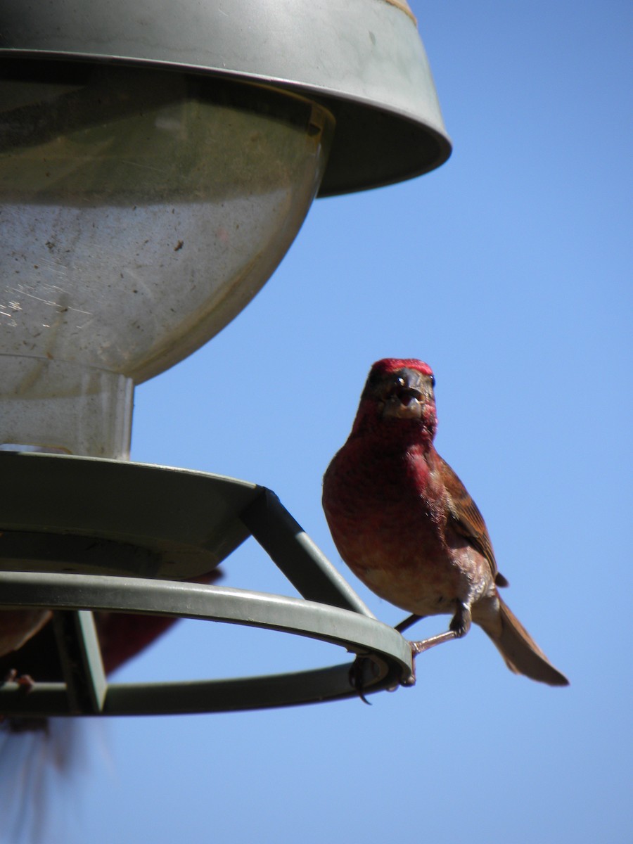 Purple Finch - ML619997533