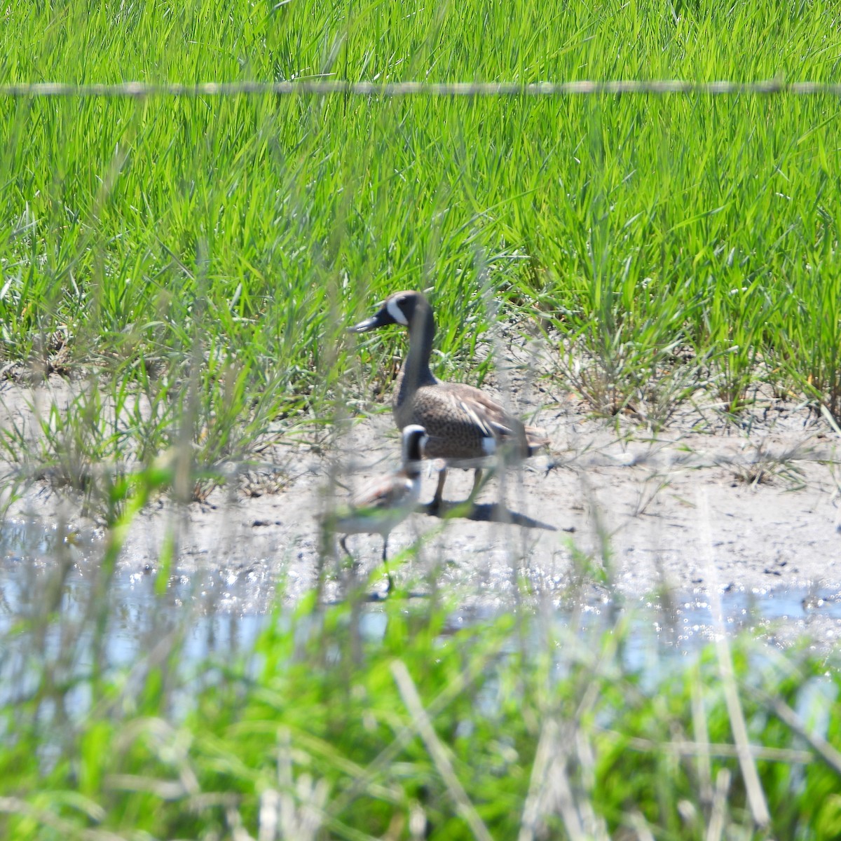 Blue-winged Teal - ML619997535