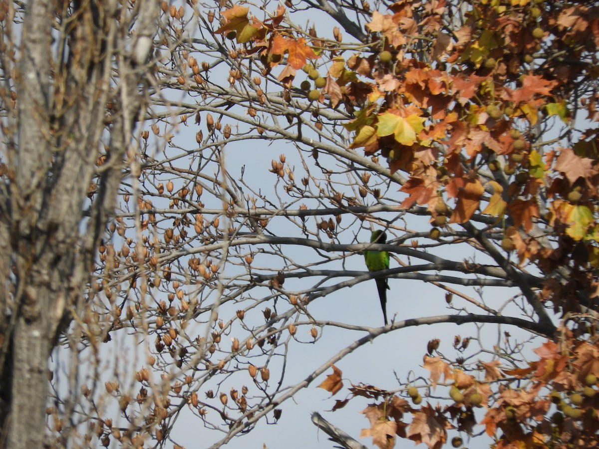 Conure nanday - ML619997538