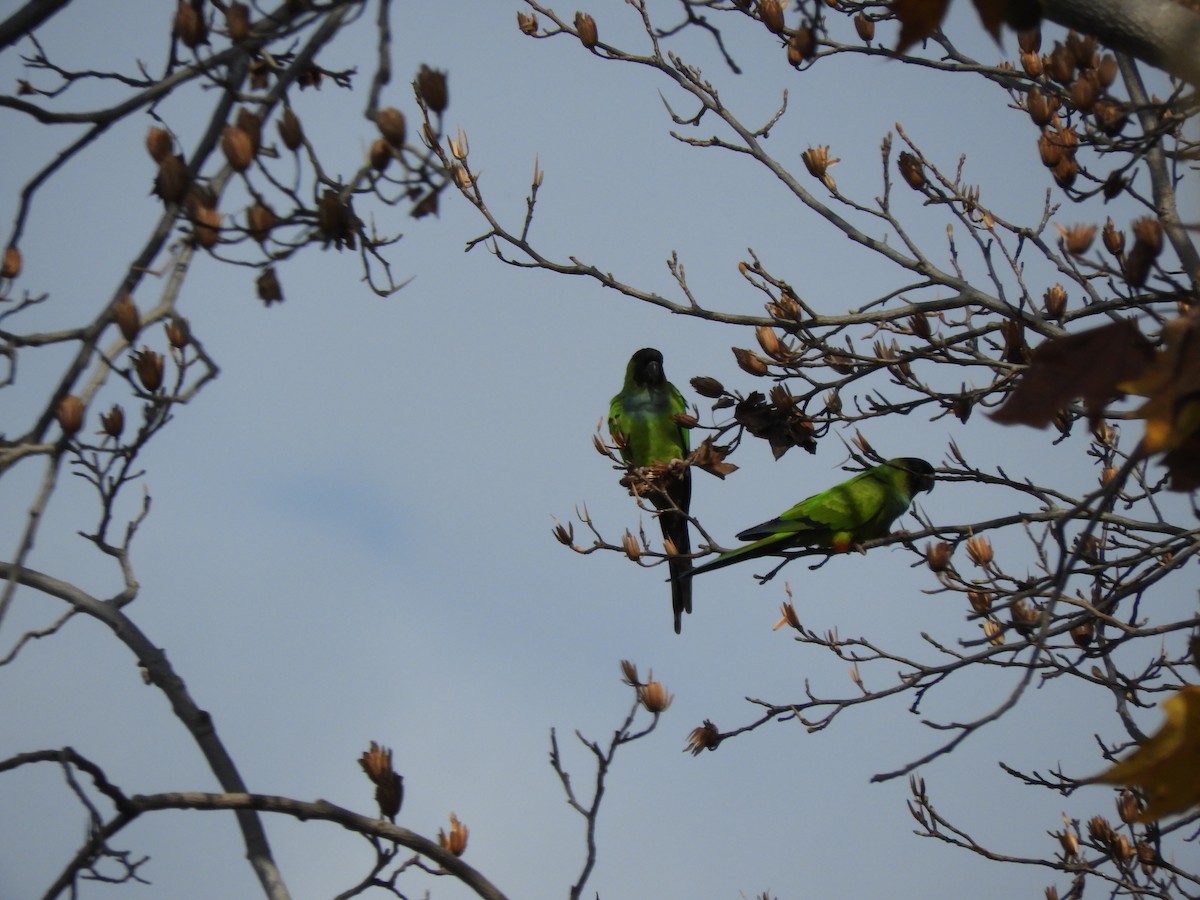 Nanday Parakeet - ML619997539