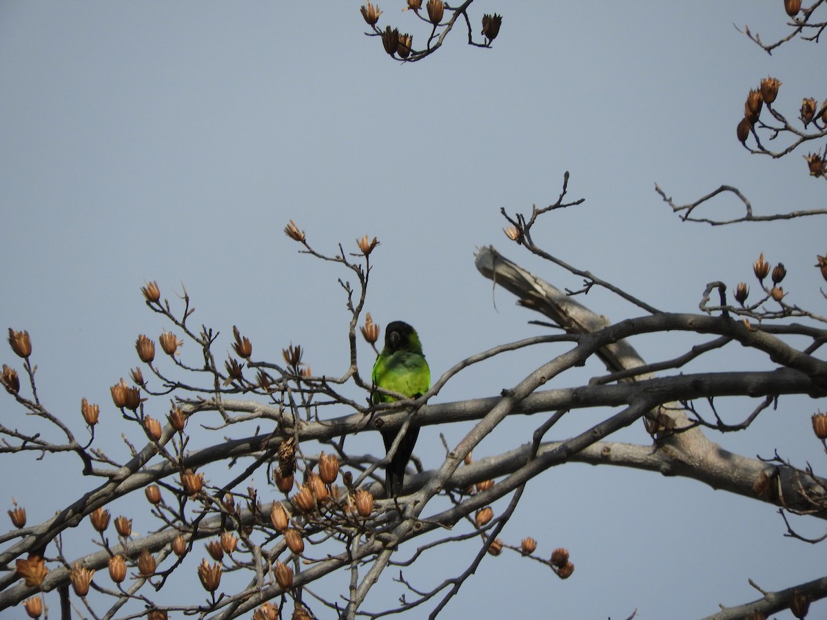 Nanday Parakeet - ML619997540