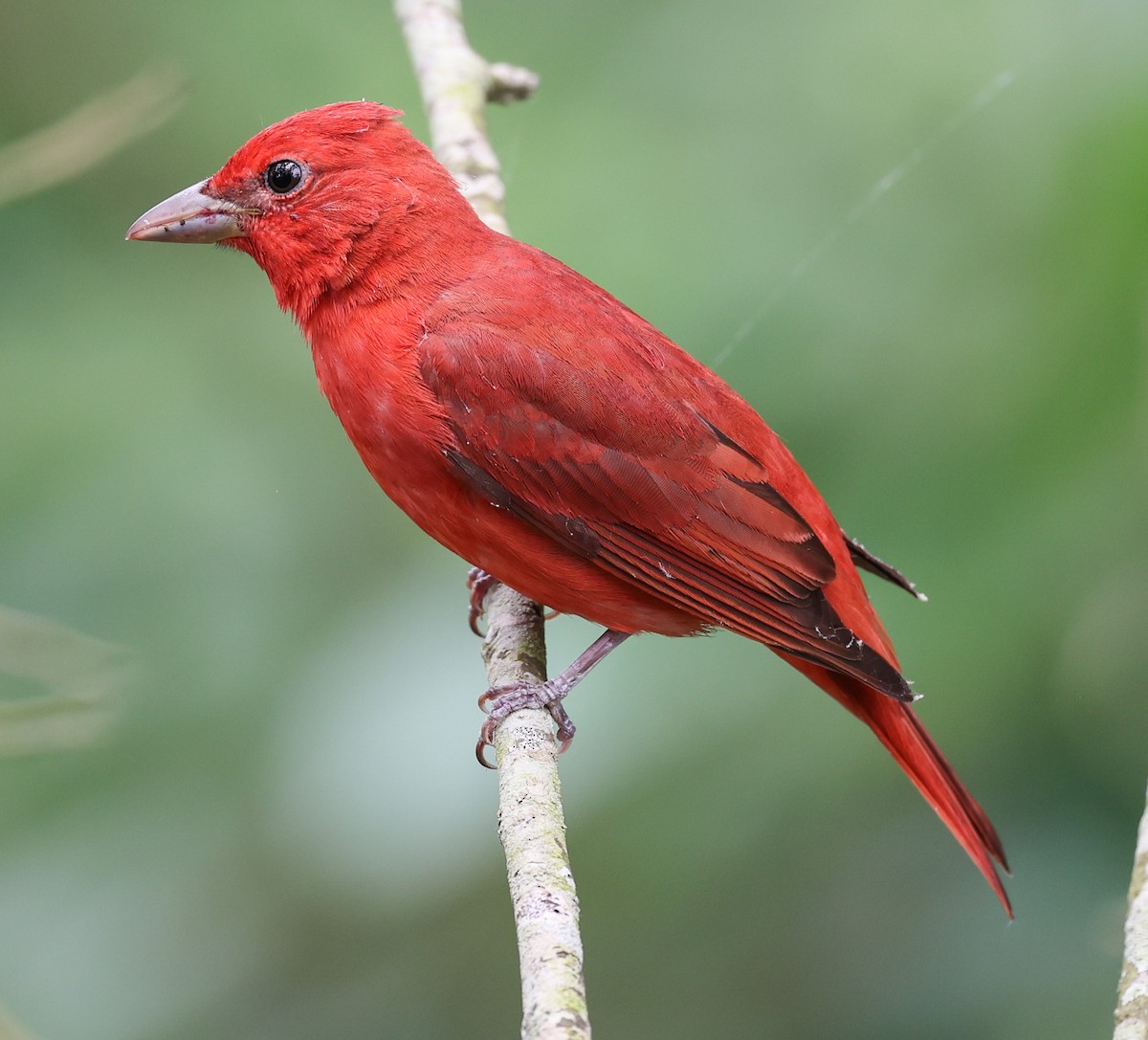 Summer Tanager - ML619997543