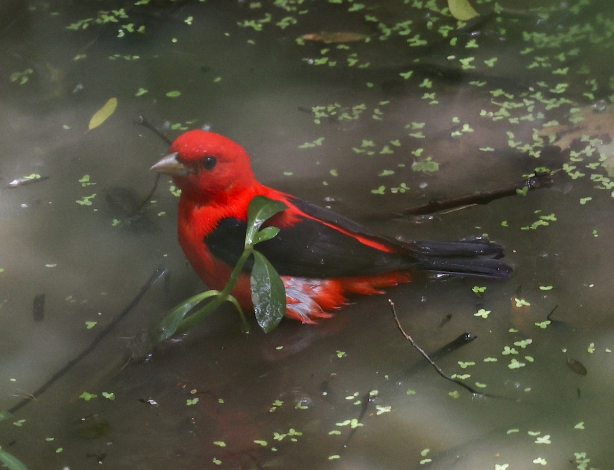 Scarlet Tanager - ML619997551