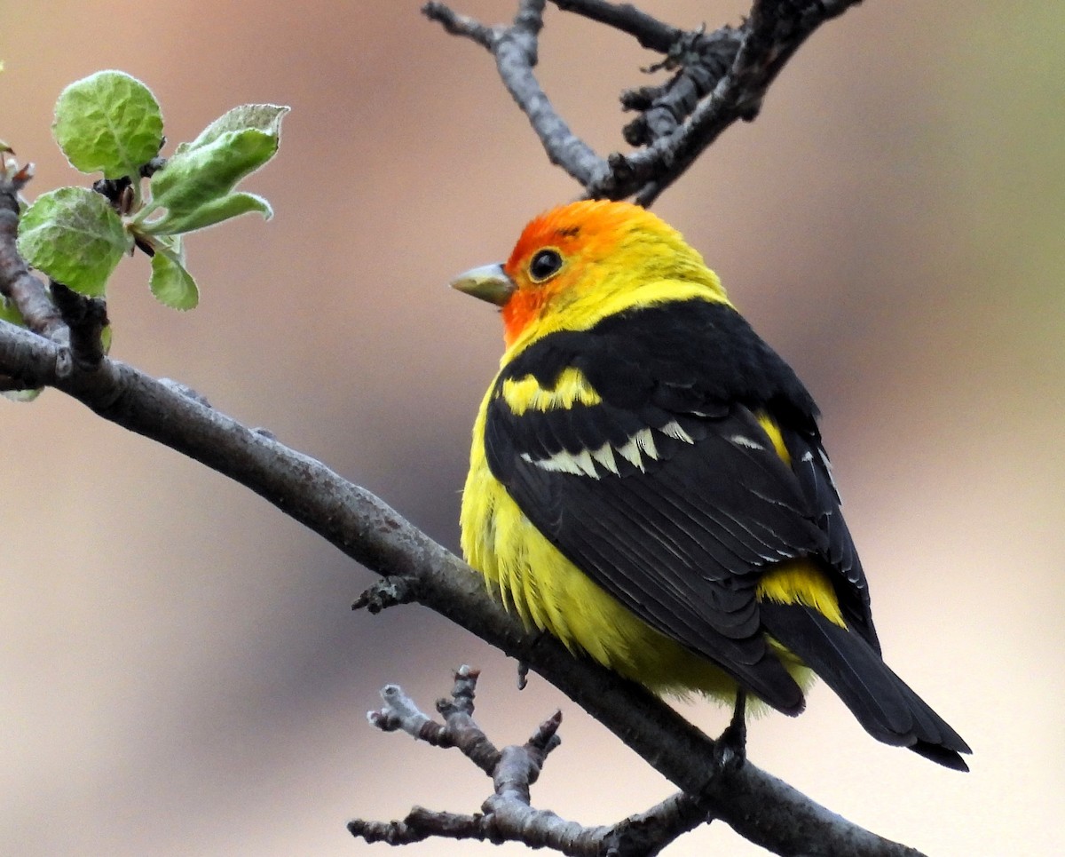 Western Tanager - ML619997556