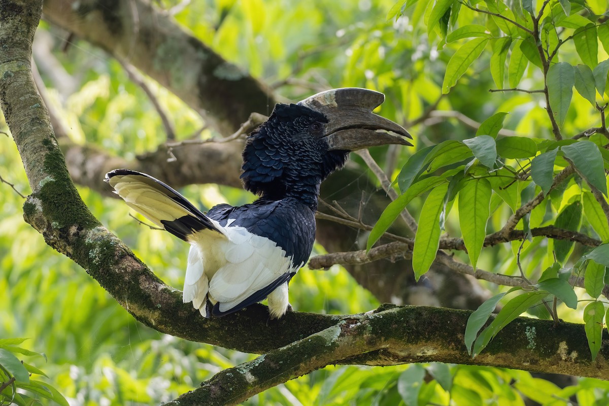 Black-and-white-casqued Hornbill - ML619997558