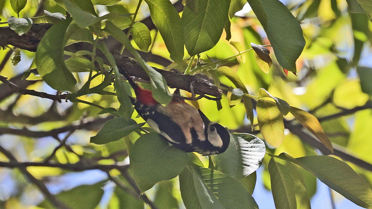 Great Spotted Woodpecker - ML619997560