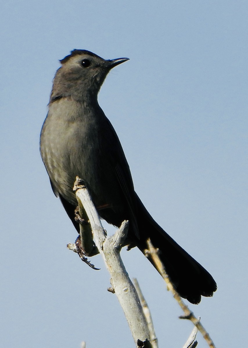 Gray Catbird - ML619997563