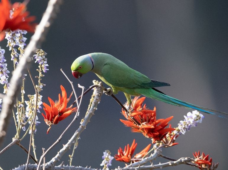 Rose-ringed Parakeet - ML619997566