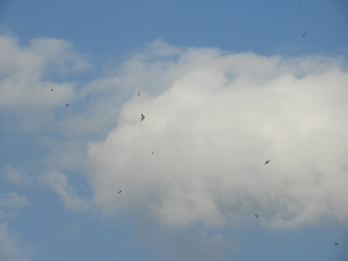 White-rumped/Chilean Swallow - ML619997573