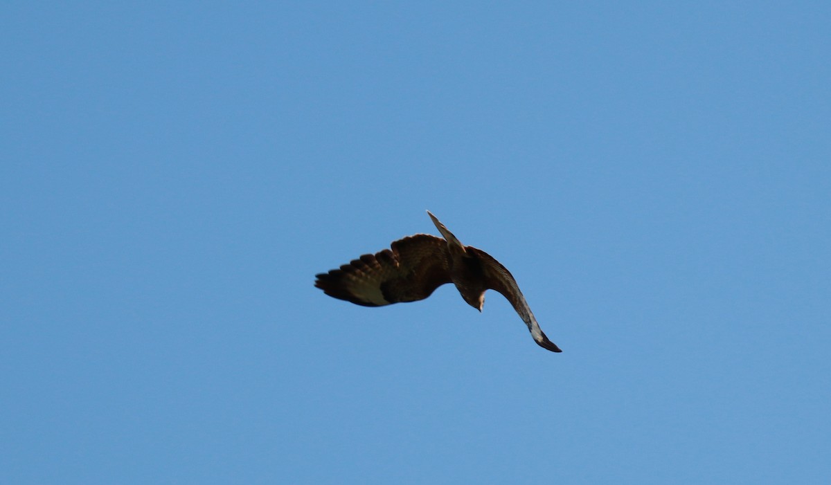 Common Buzzard - ML619997587