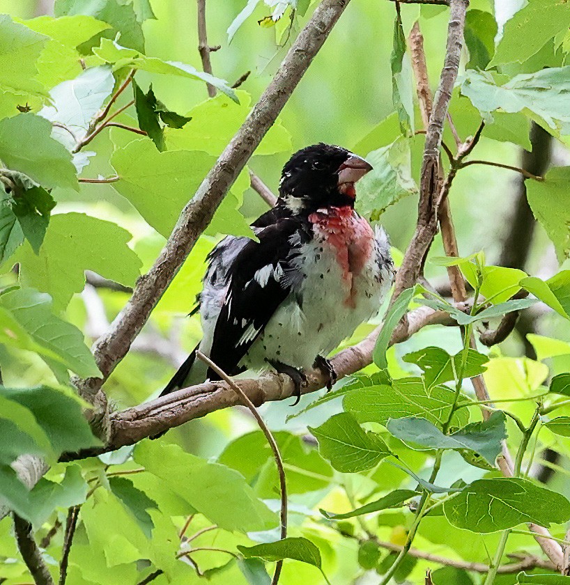 Rose-breasted Grosbeak - ML619997589