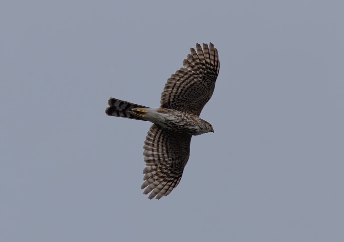 Sharp-shinned Hawk - ML619997590