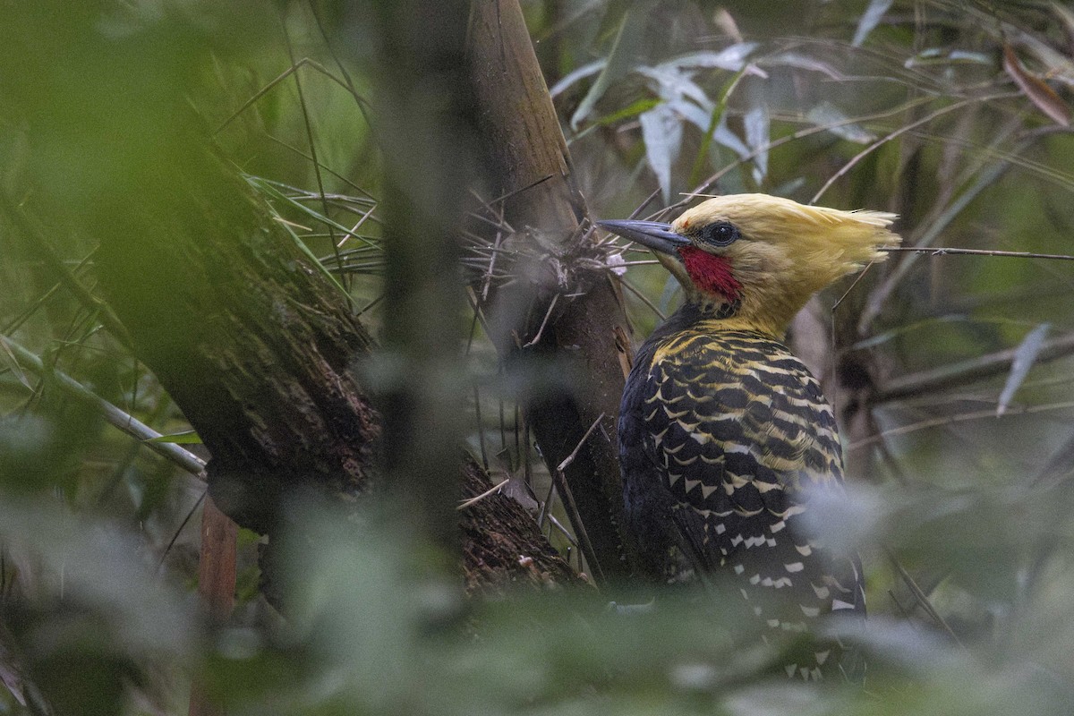 Blond-crested Woodpecker - ML619997592