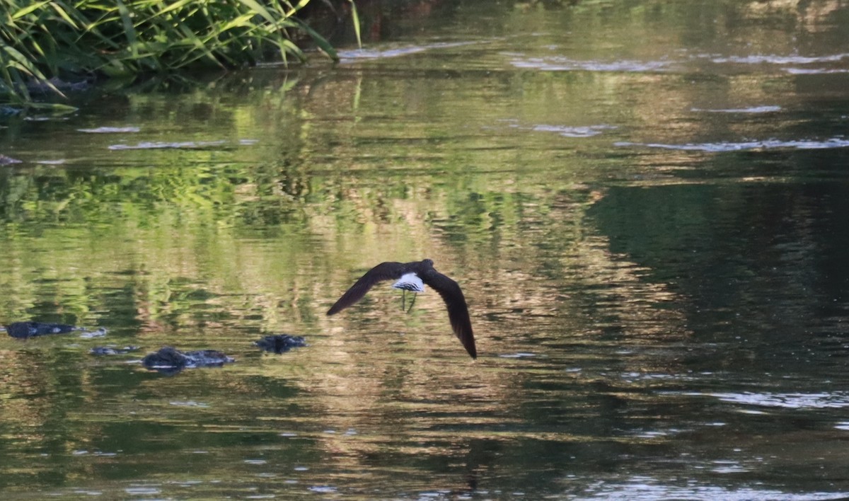 Green Sandpiper - ML619997600