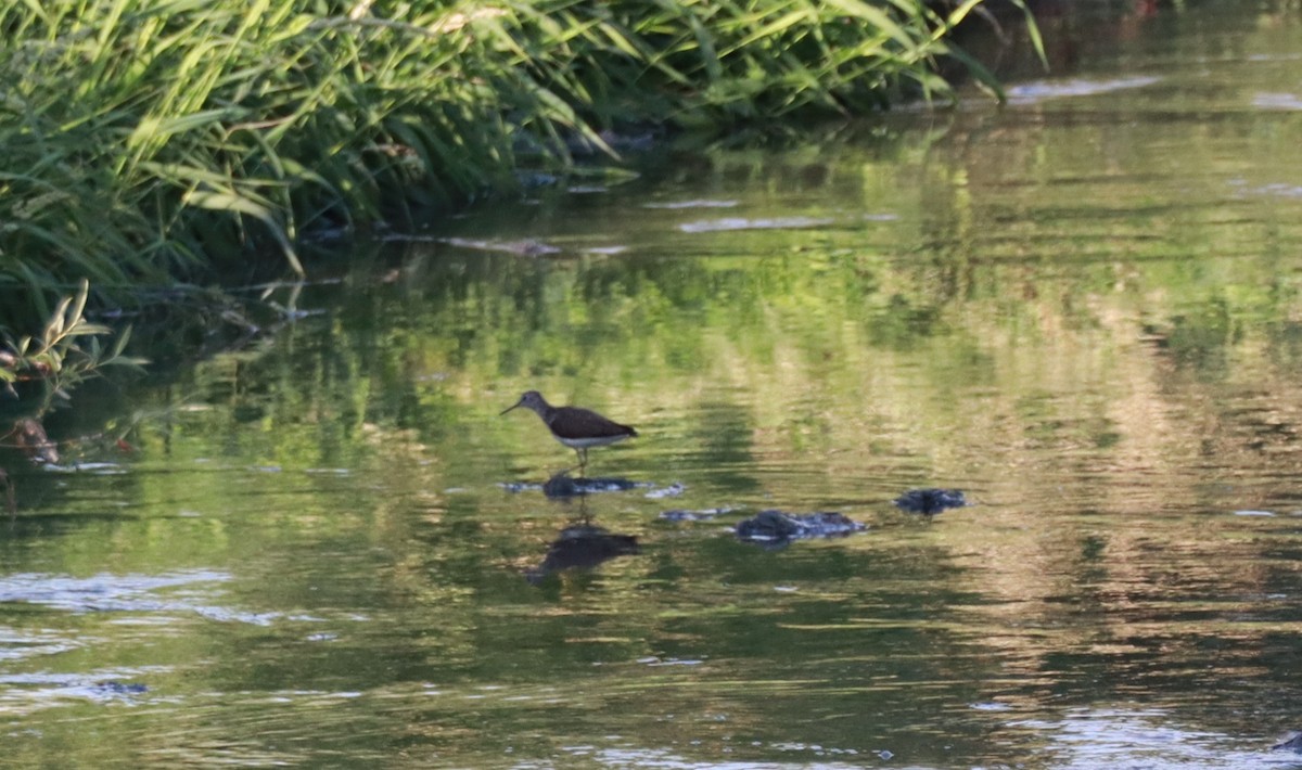 Green Sandpiper - ML619997601