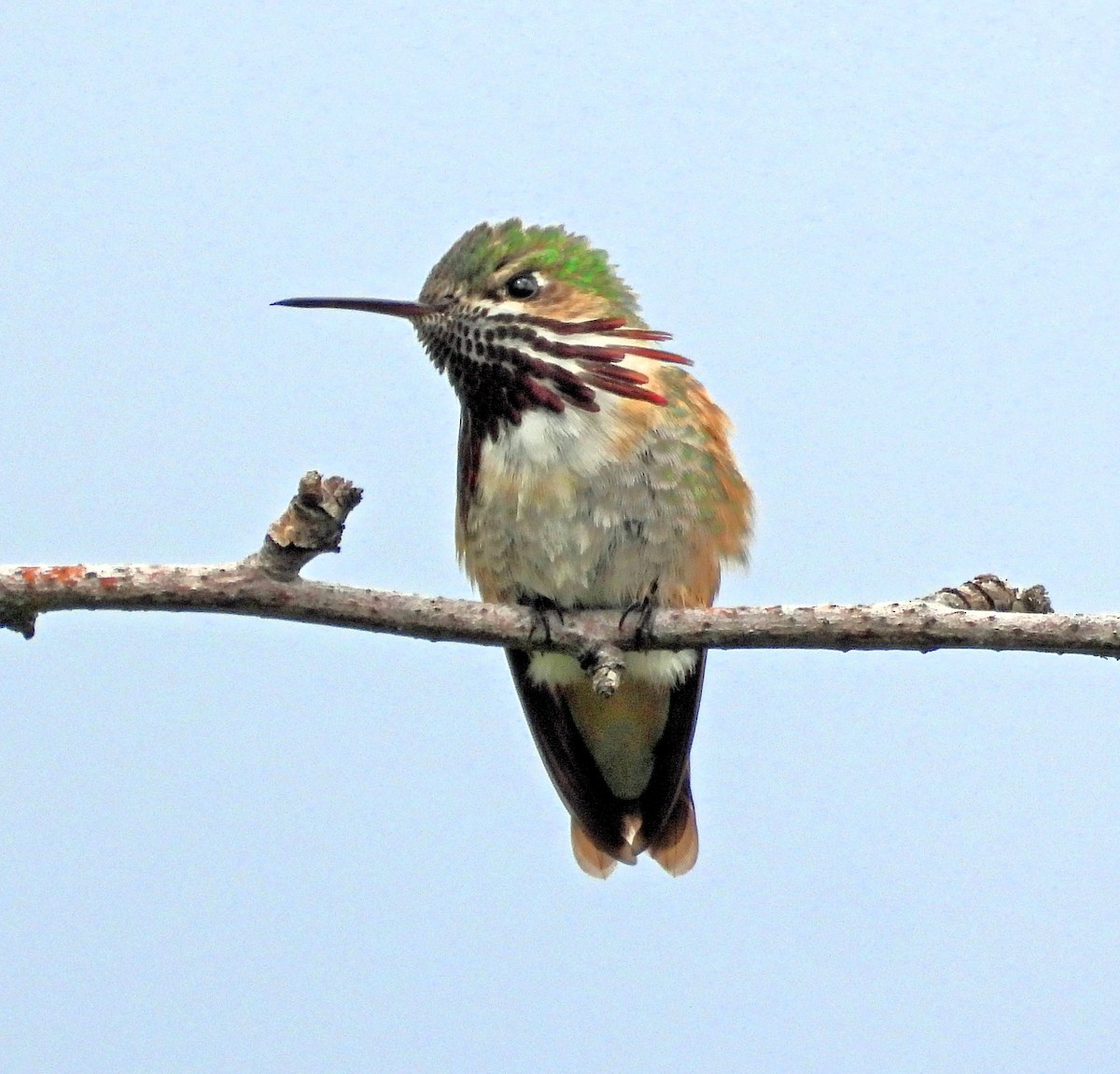 Calliope Hummingbird - ML619997611
