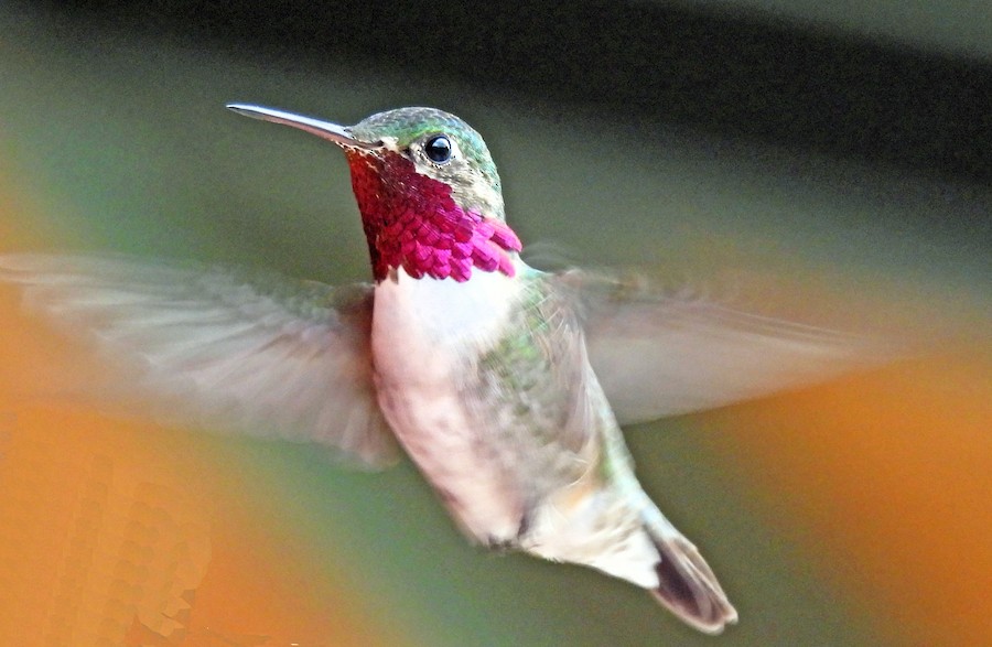 Calliope x Broad-tailed Hummingbird (hybrid) - eBird