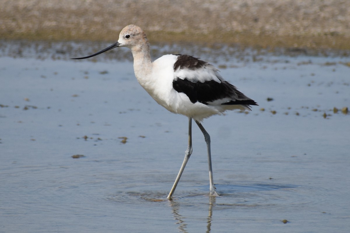 American Avocet - ML619997623