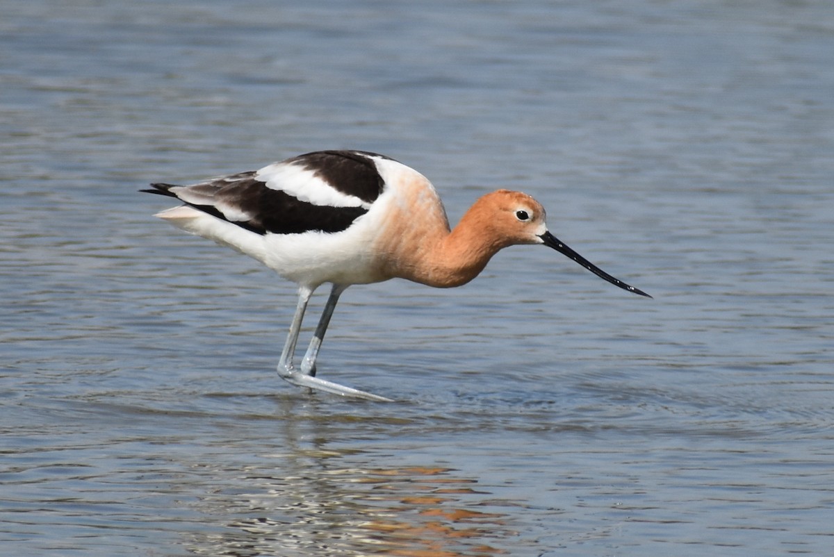 American Avocet - ML619997637