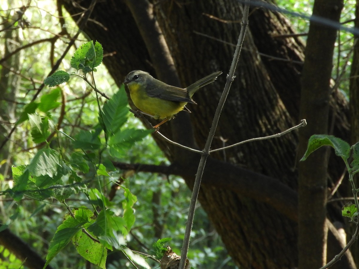 Golden-crowned Warbler - ML619997647