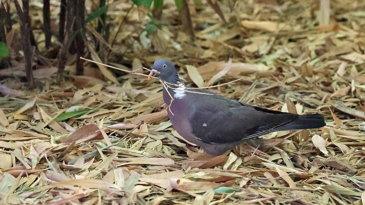 Common Wood-Pigeon - ML619997650