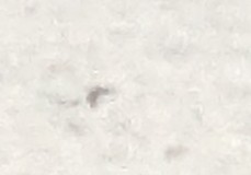Гагара полярна - ML619997652