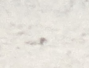 Гагара полярна - ML619997657