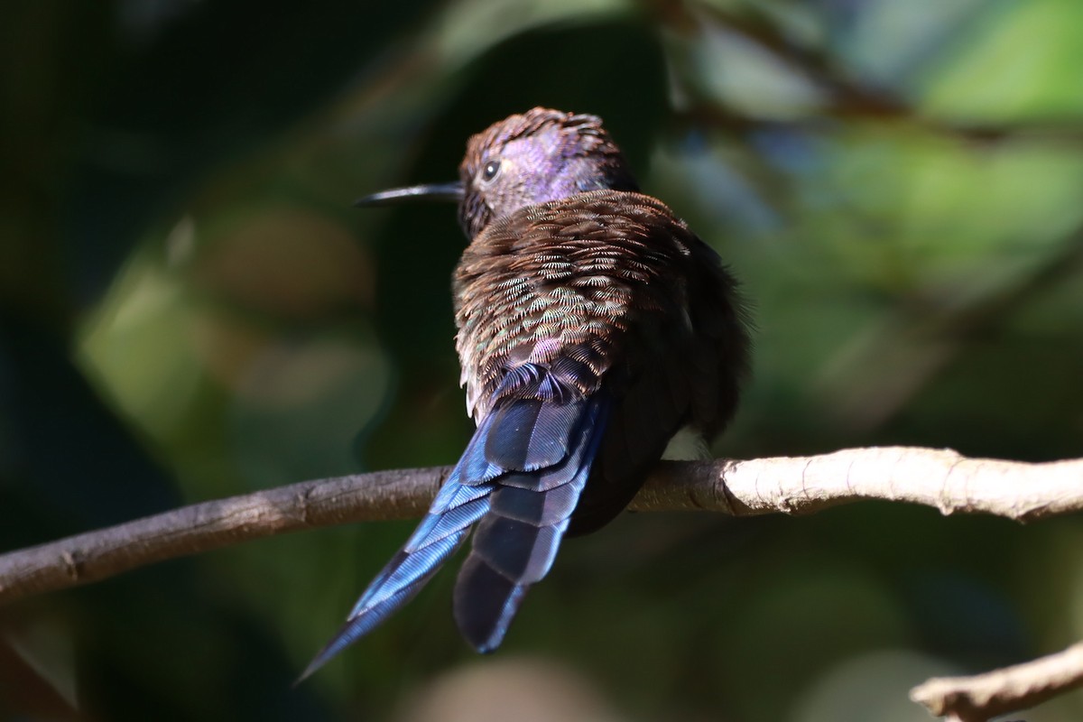 Swallow-tailed Hummingbird - ML619997660