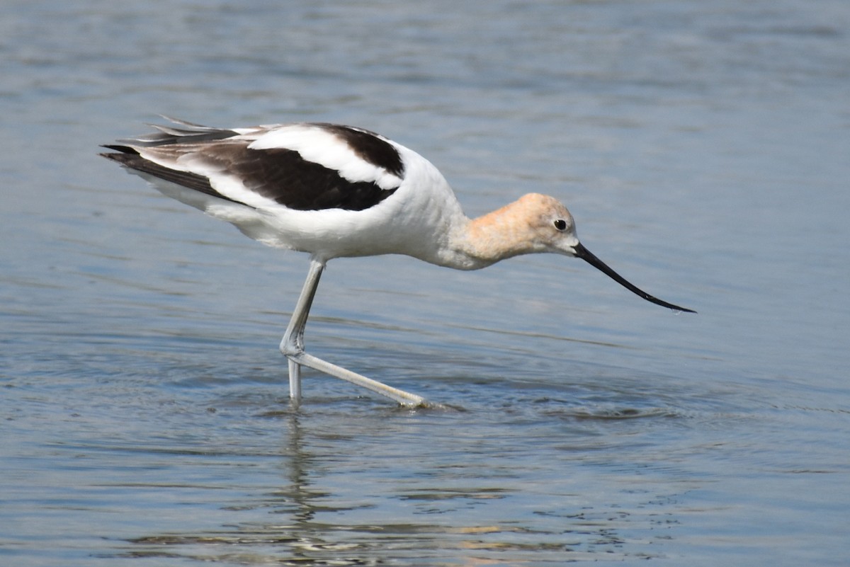 American Avocet - ML619997661