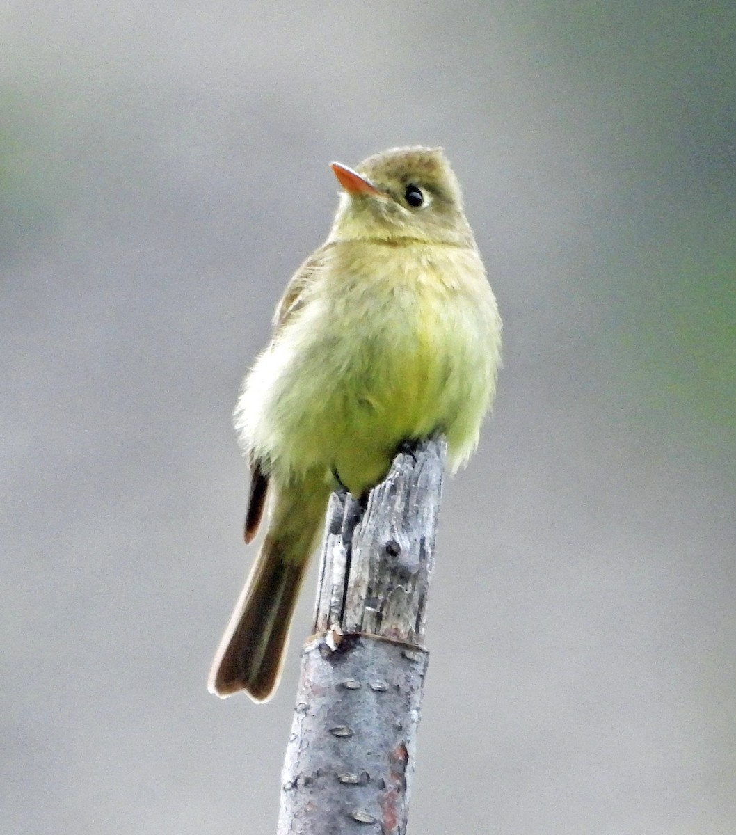 Western Flycatcher - ML619997664