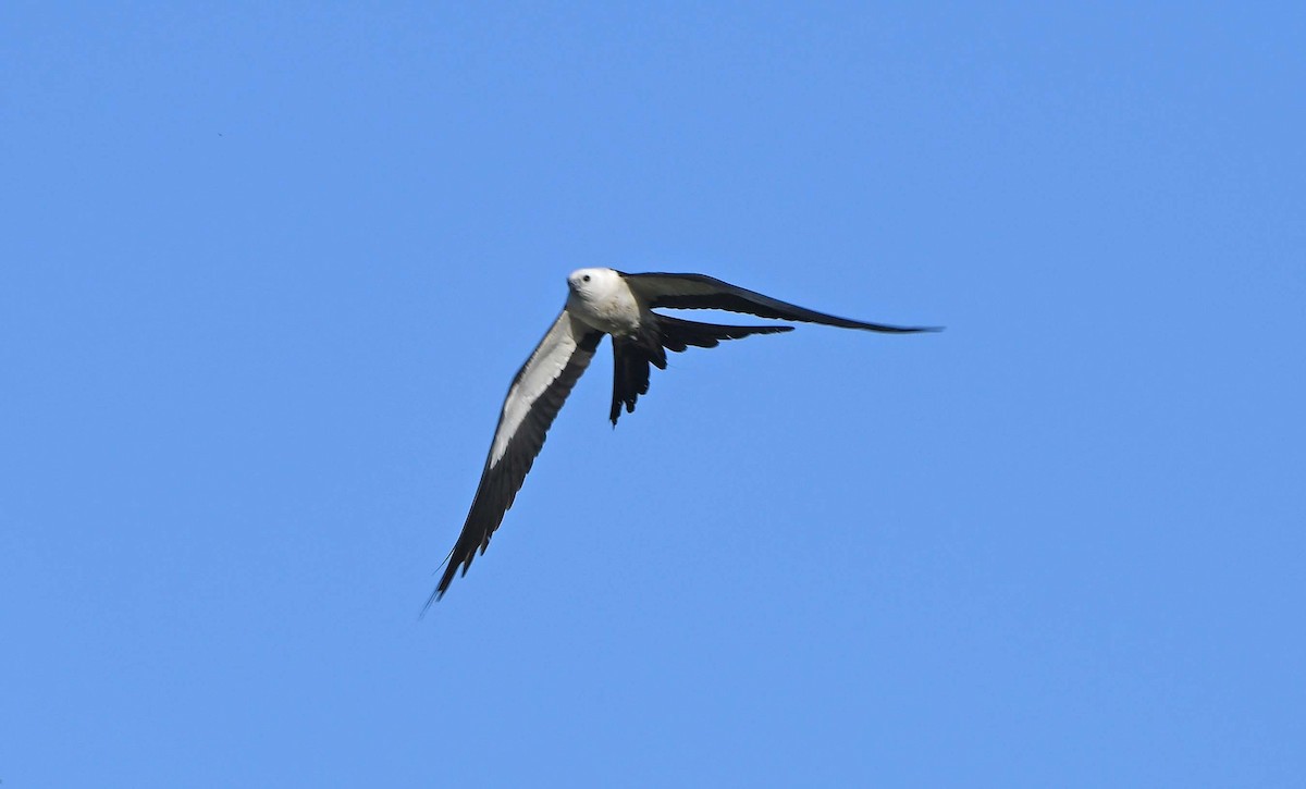 Swallow-tailed Kite - ML619997667