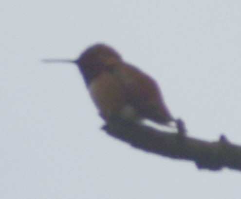 Rufous Hummingbird - ML619997676
