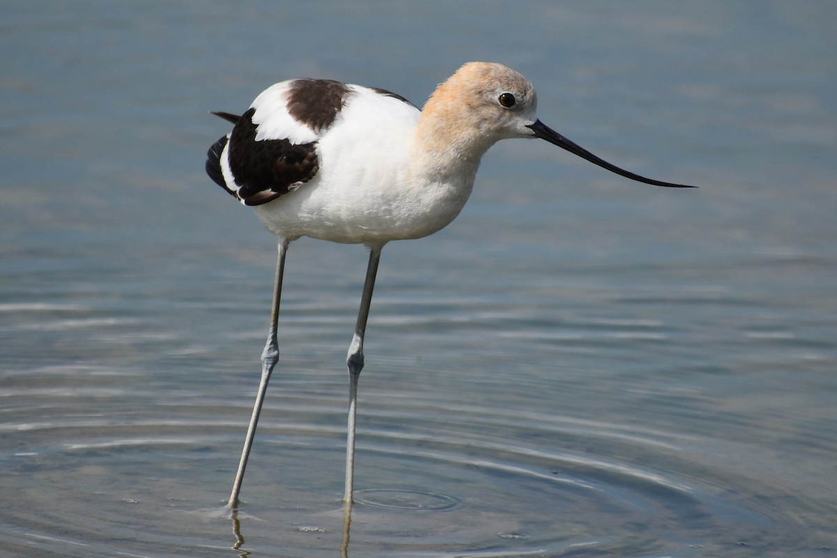 American Avocet - ML619997677