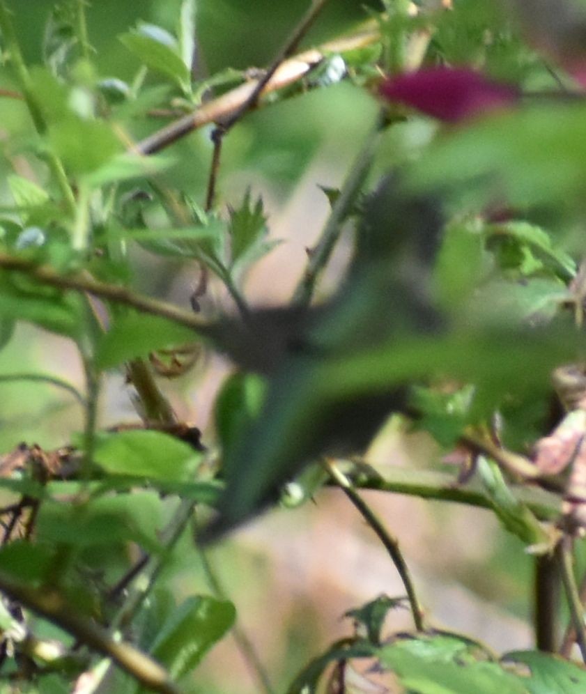 Anna's Hummingbird - ML619997679