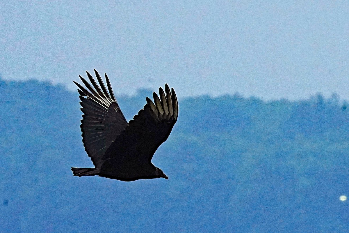 Black Vulture - ML619997683