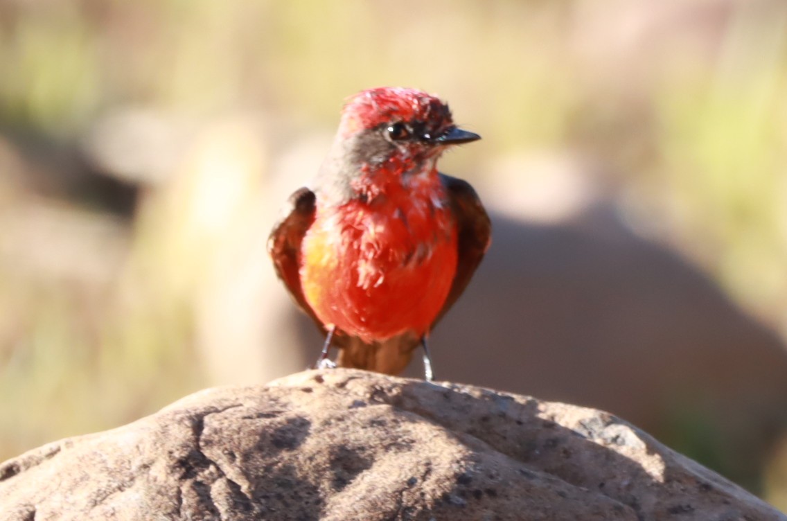 Vermilion Flycatcher - ML619997688