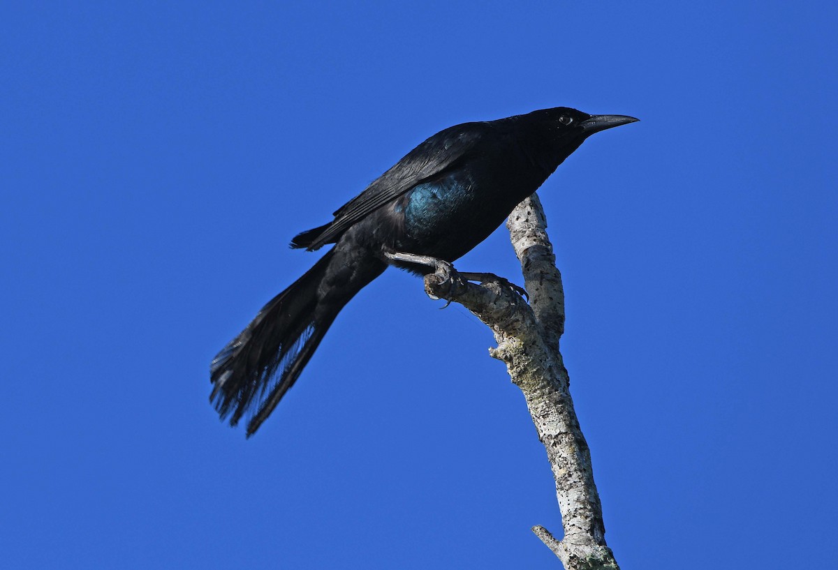 Boat-tailed Grackle - ML619997697