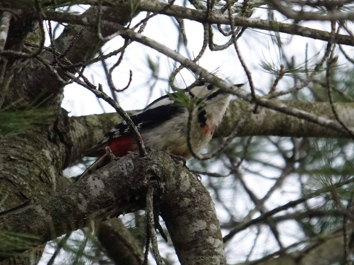 Great Spotted Woodpecker - ML619997701