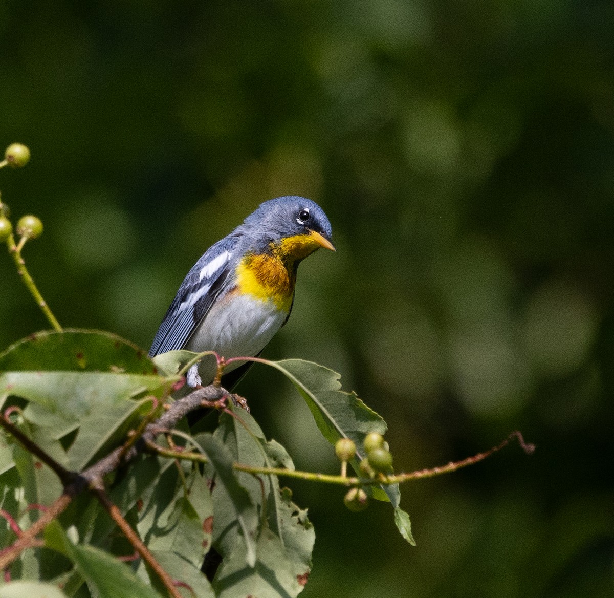 Northern Parula - ML619997709