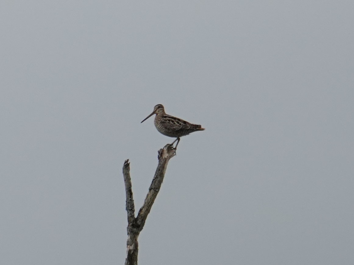 Latham's Snipe - ML619997722