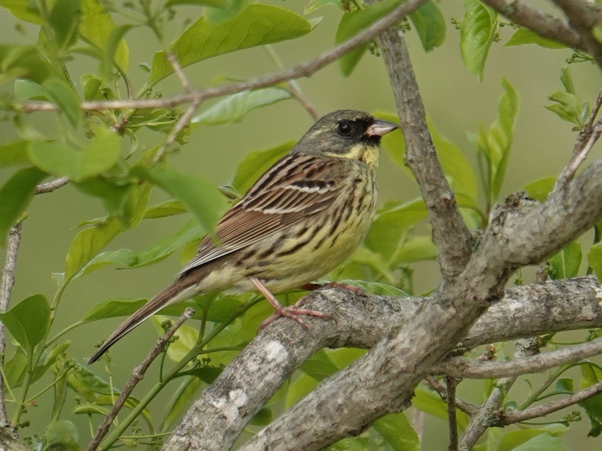 Masked Bunting - ML619997726