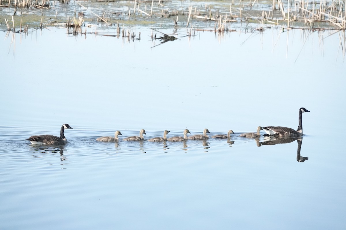 Canada Goose - ML619997733