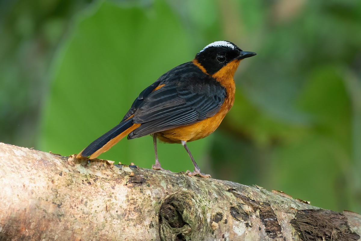 Snowy-crowned Robin-Chat - ML619997738