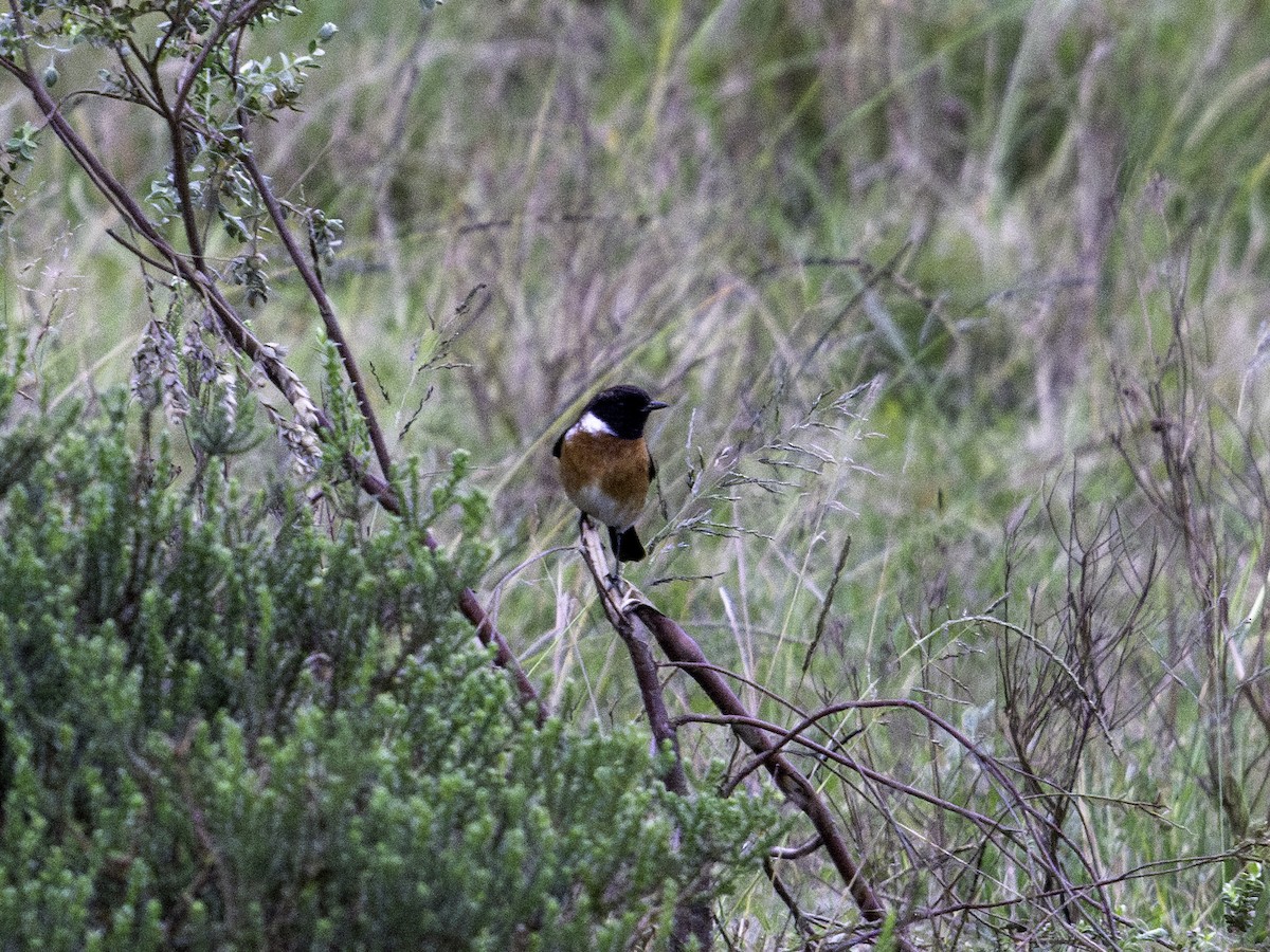 African Stonechat - ML619997745
